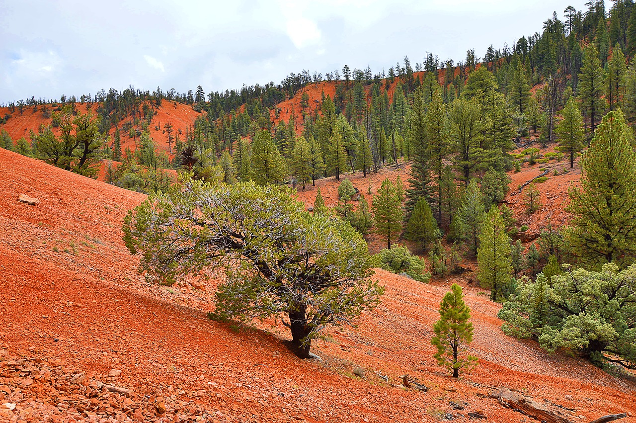 Image - usa red canyon landscape nature