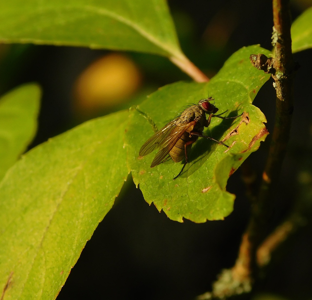 Image - fly insect macro close nature