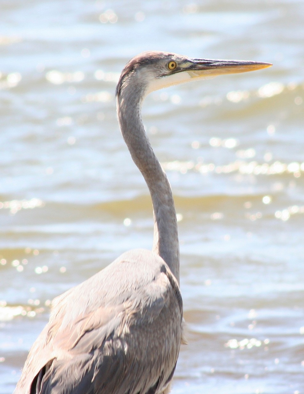 Image - great blue heron bird portrait head