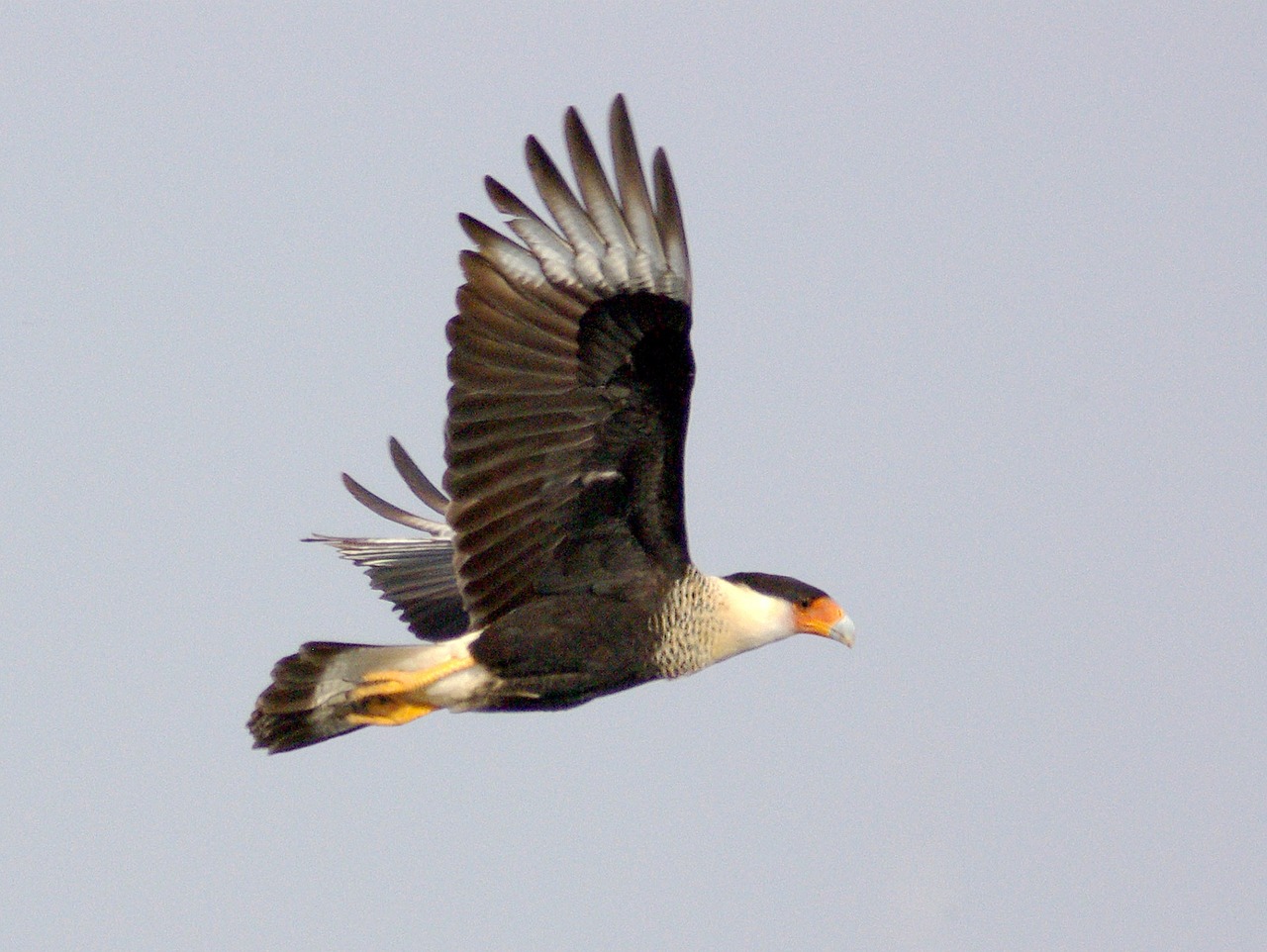 Image - crested caracara bird flying wild