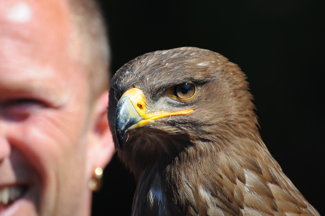 Image - adler bird view bird of prey