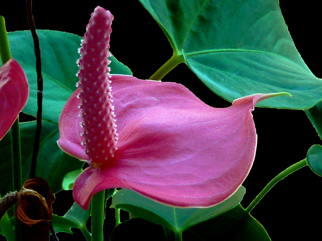 Image - anthurium flower red blossom bloom