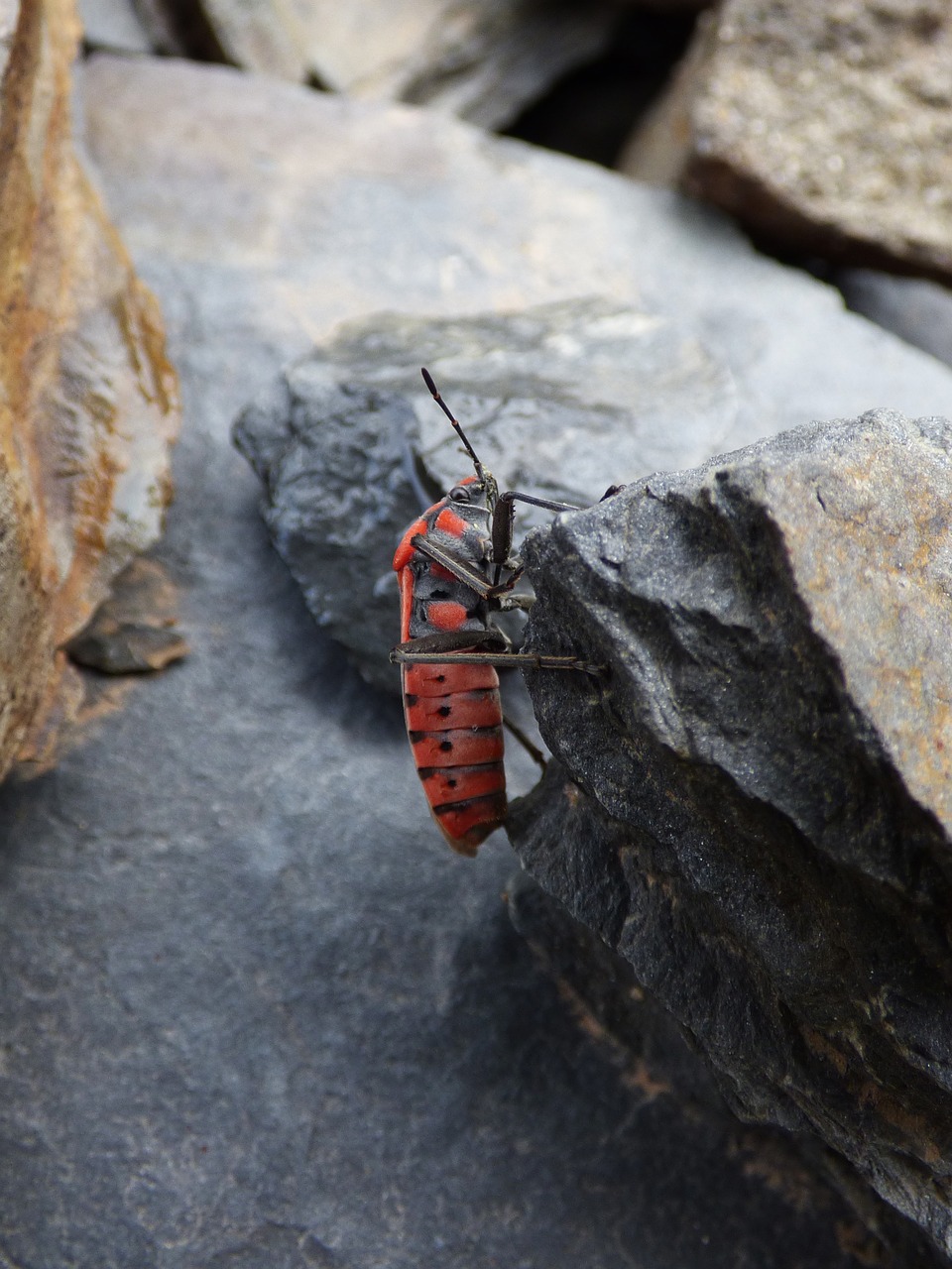 Image - insect beetle red and black bug