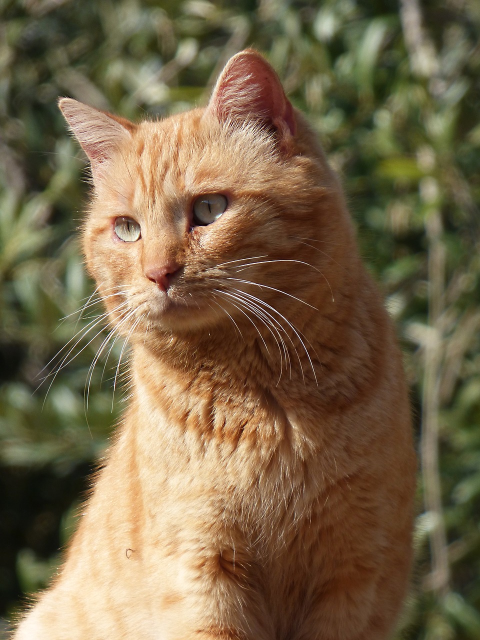 Image - cat detail feline look housecat