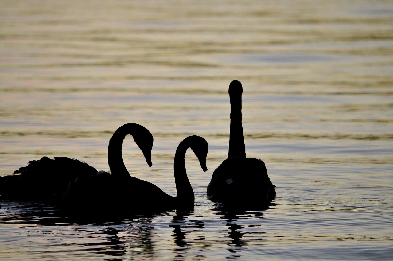 Image - swans silhouettes birds waterfowl