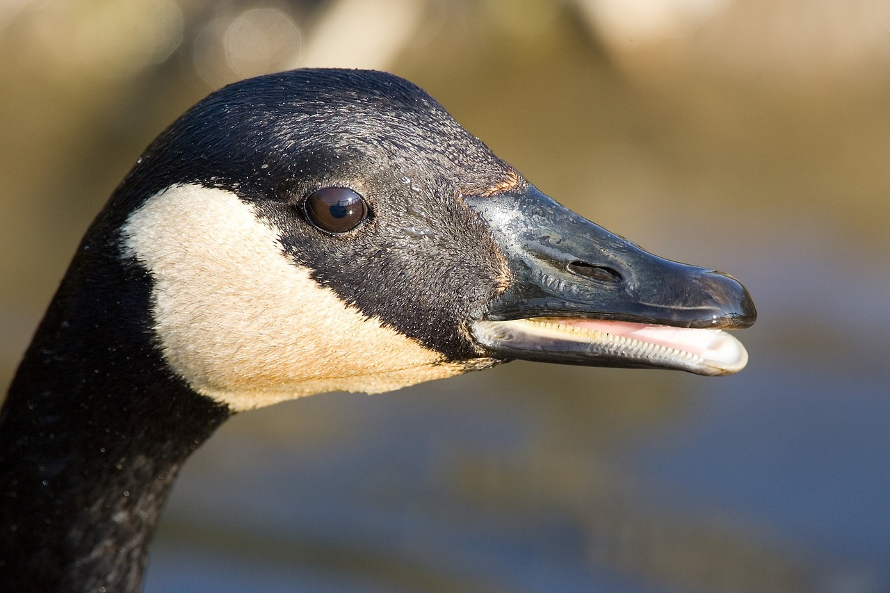 Image - canada goose portrait close up head