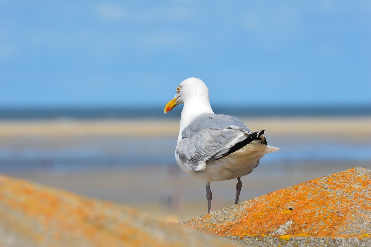 Image - seagull borkum north sea