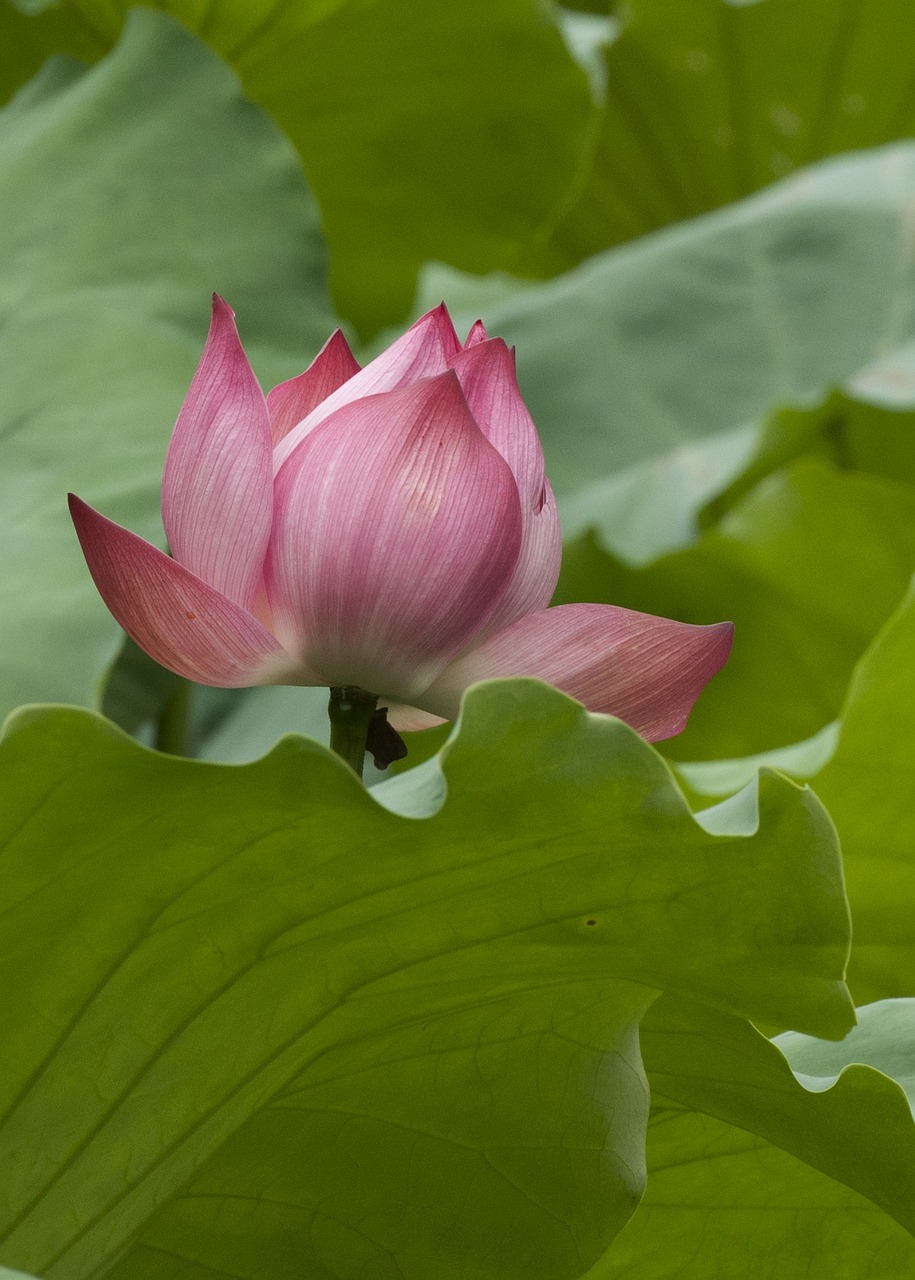 Image - lotus bloom close up nature