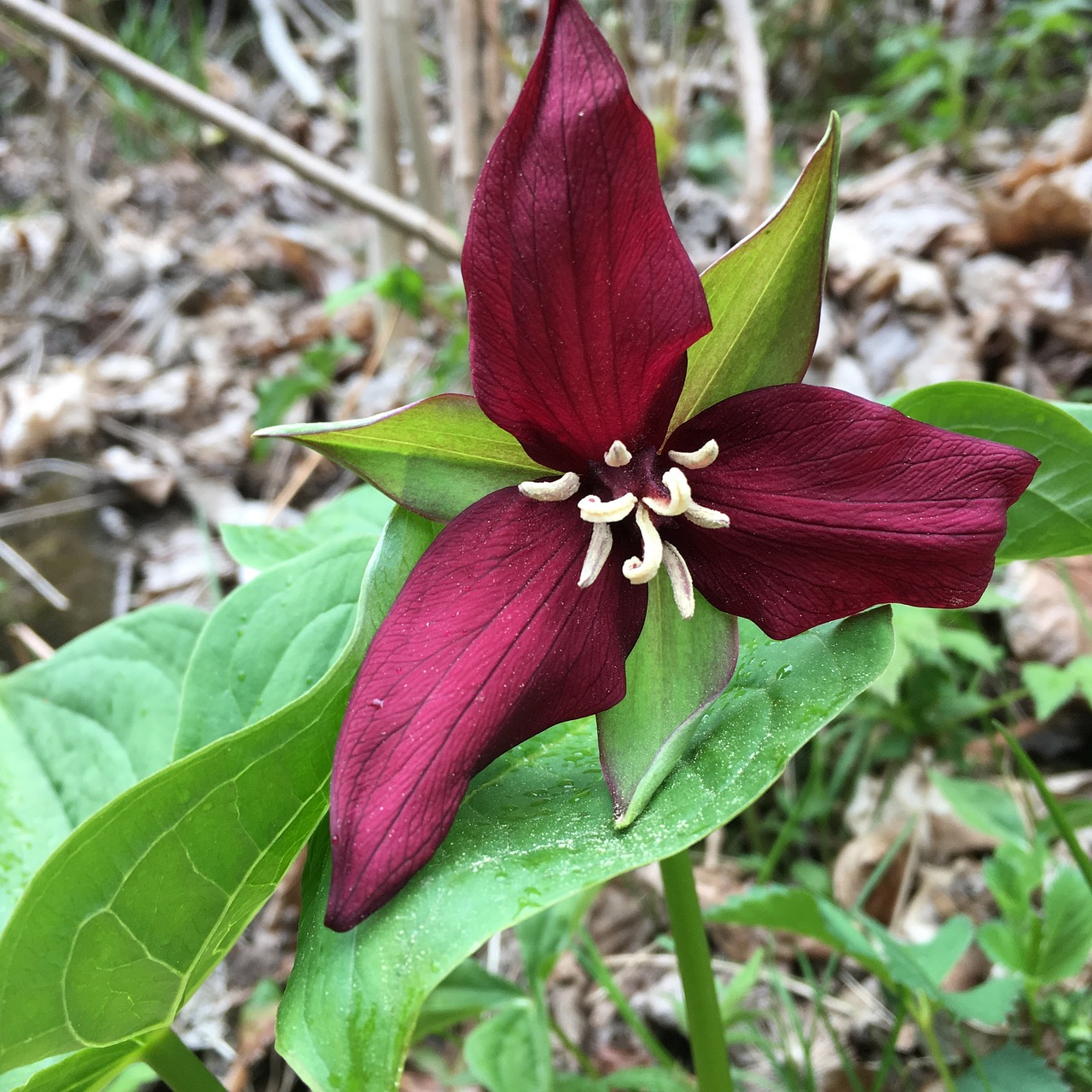 Image - trillium flower spring flower