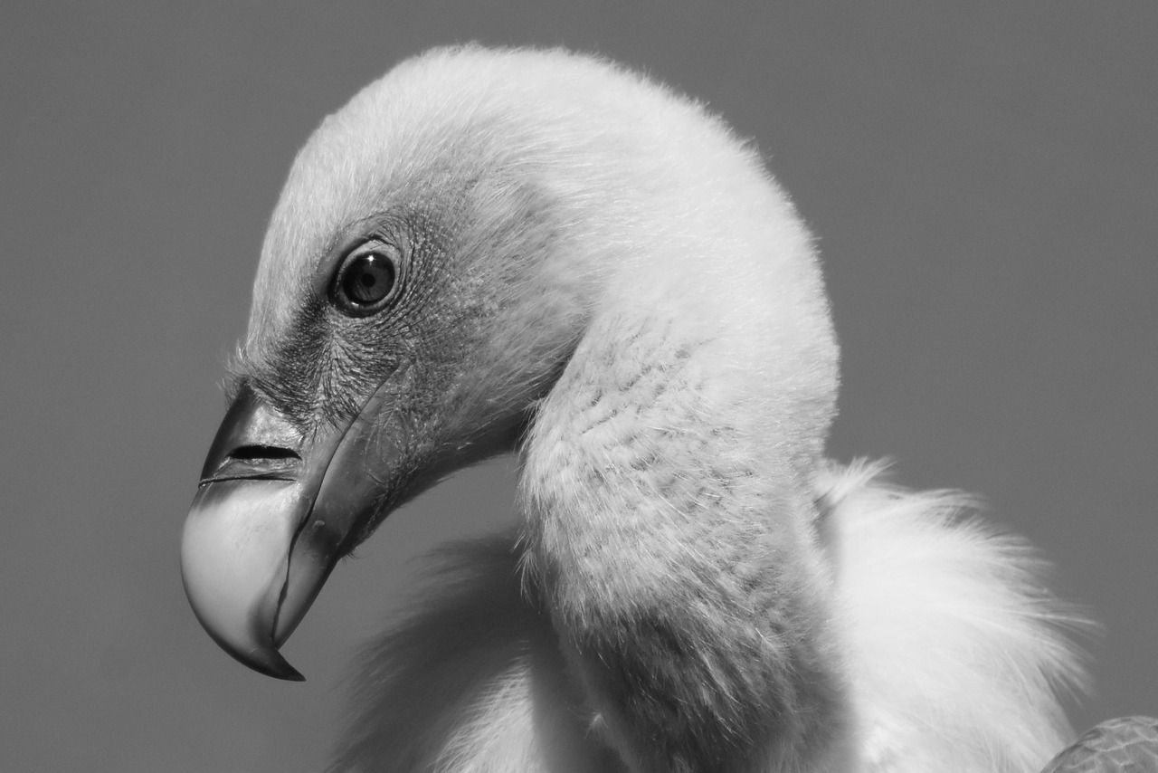 Image - vulture bird predator animal beak