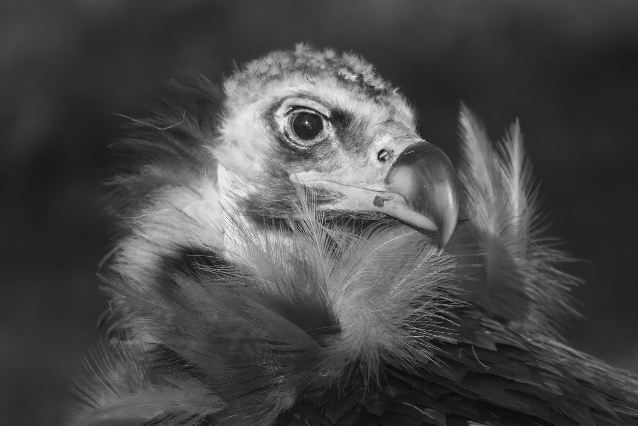 Image - vulture bird predator animal beak
