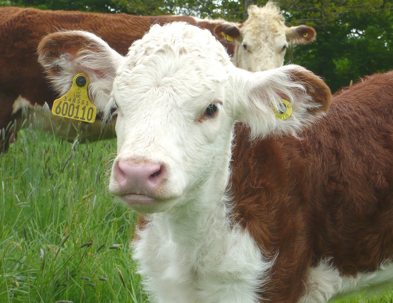 Image - calf cow nature beef pasture cows