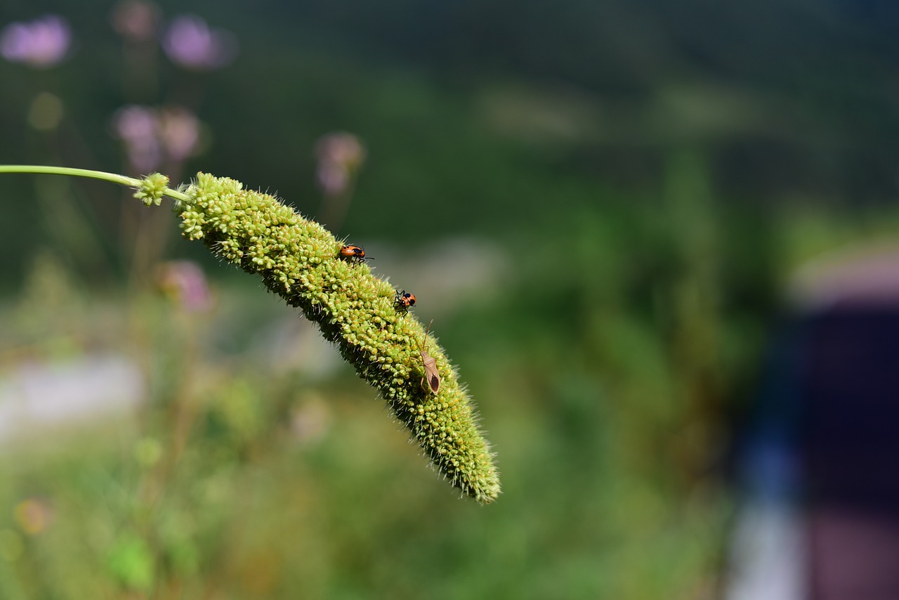 Image - pool insects foxtail summer