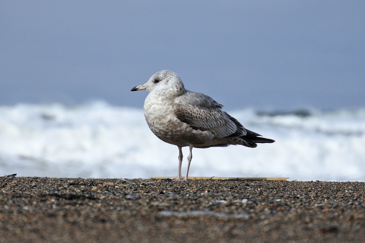 Image - animal sea beach wave sea gull