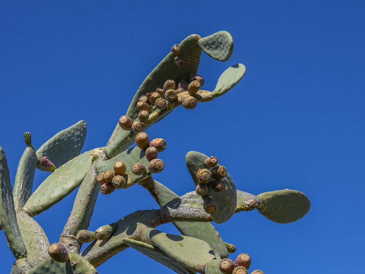 Image - prickly pear plant cactus nature