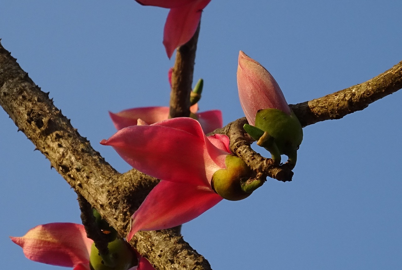 Image - flower bud shimul bombax ceiba