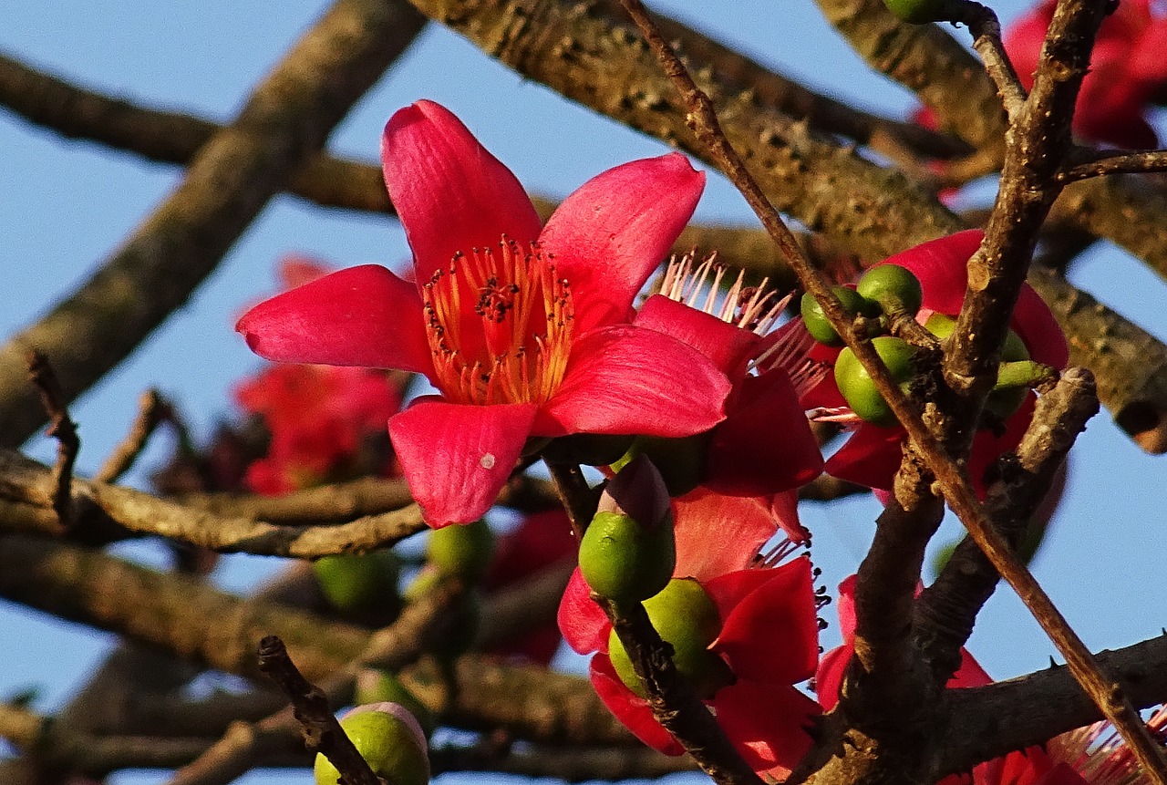 Image - flower shimul bombax ceiba