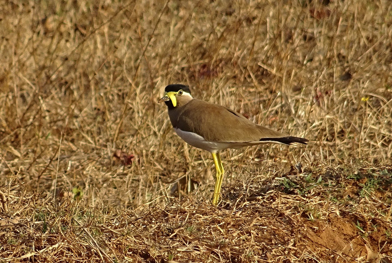 Image - bird yellow wattled lapwing