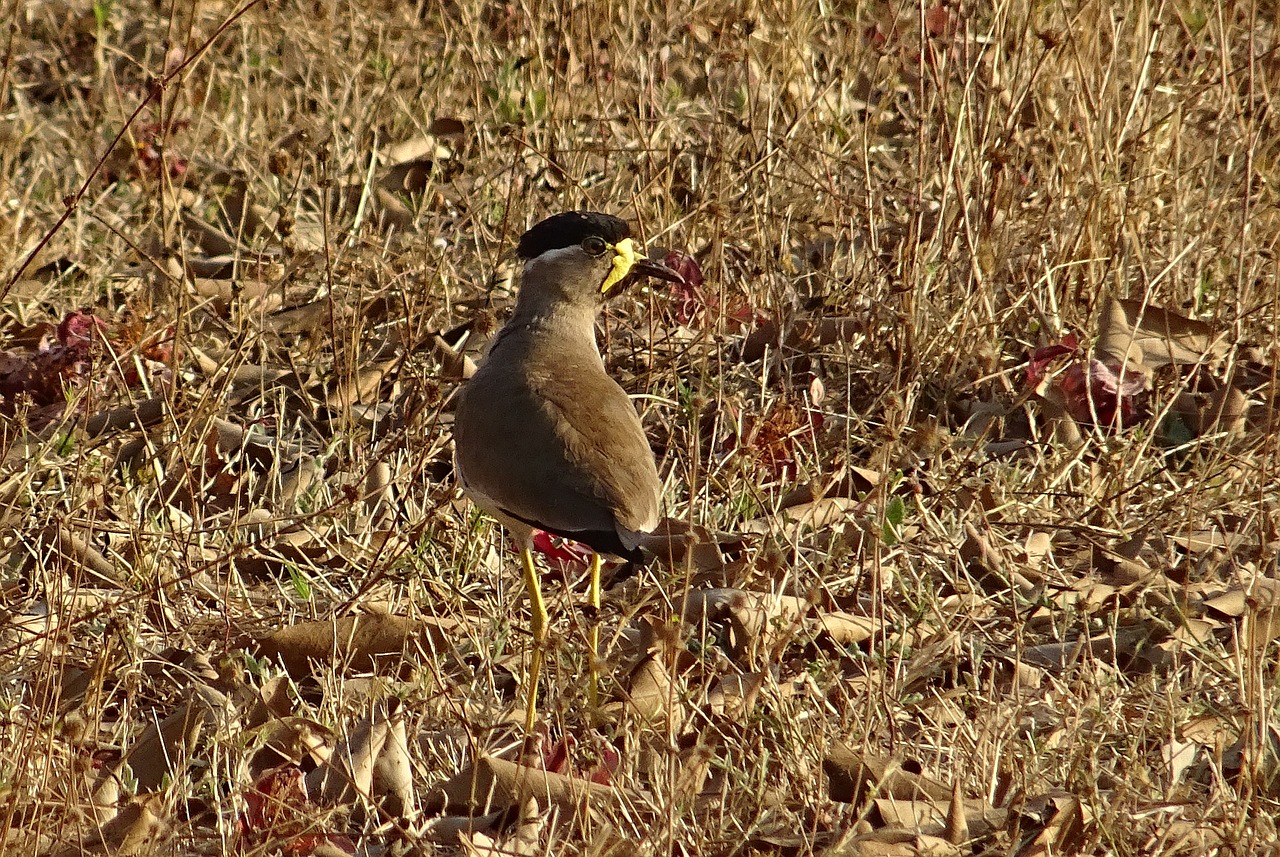 Image - bird yellow wattled lapwing