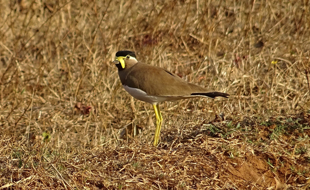 Image - bird yellow wattled lapwing