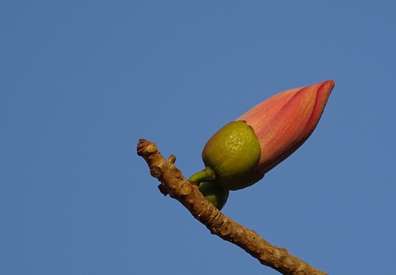 Image - bud flower shimul bombax ceiba