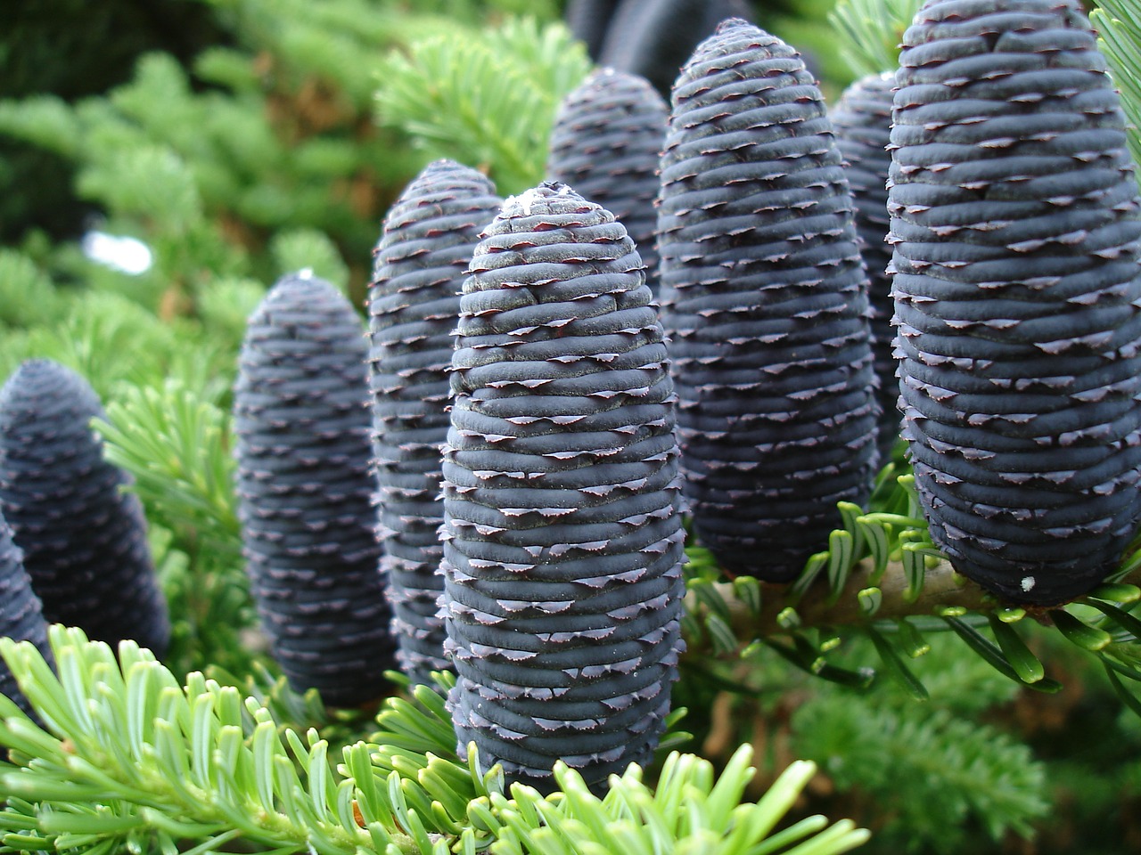 Image - three korean fir pinecones