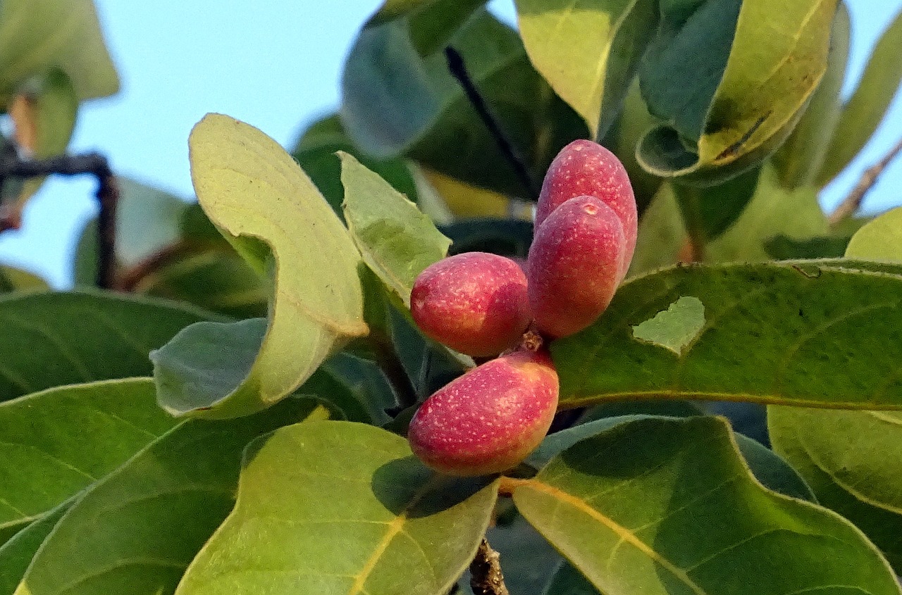 Image - berries berry wild plum fruit