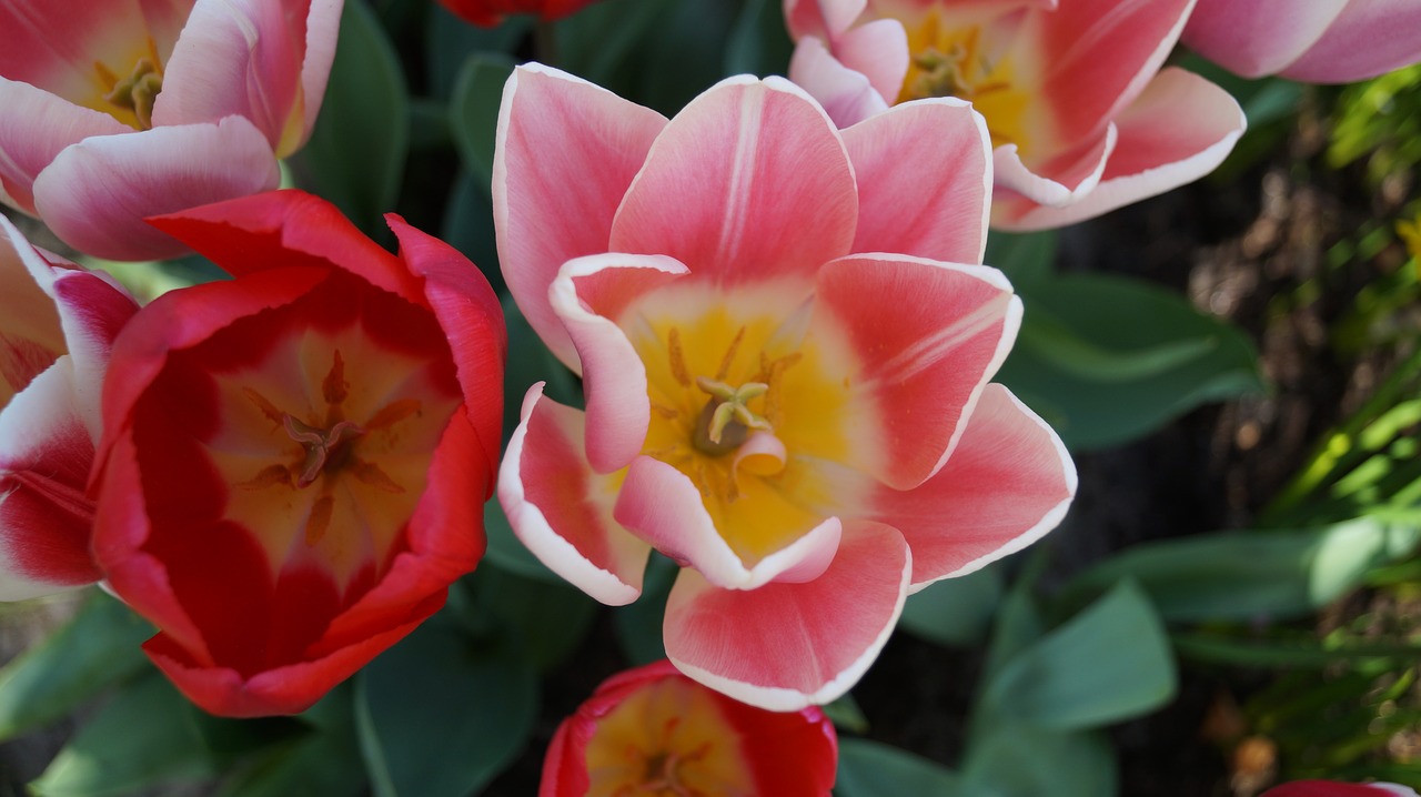 Image - tulips in keukenhof holland