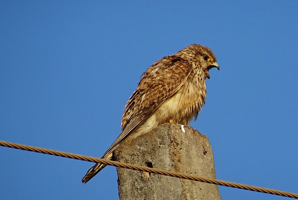 Image - bird raptor hunter predator