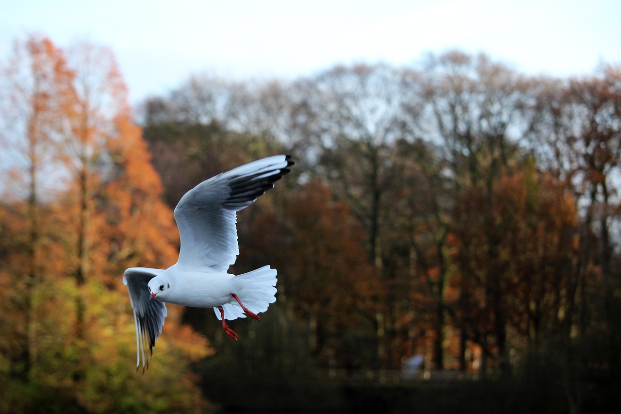 Image - bird flying seagull nature animal