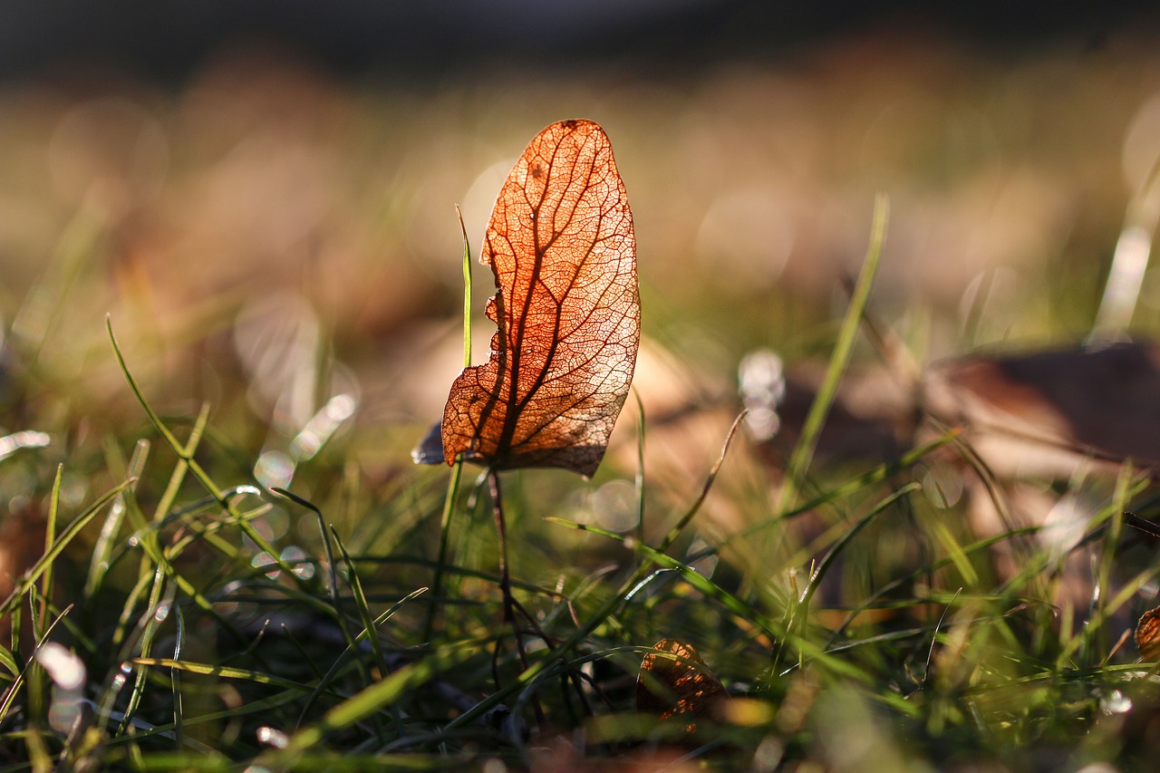 Image - autumn meadow nature forest