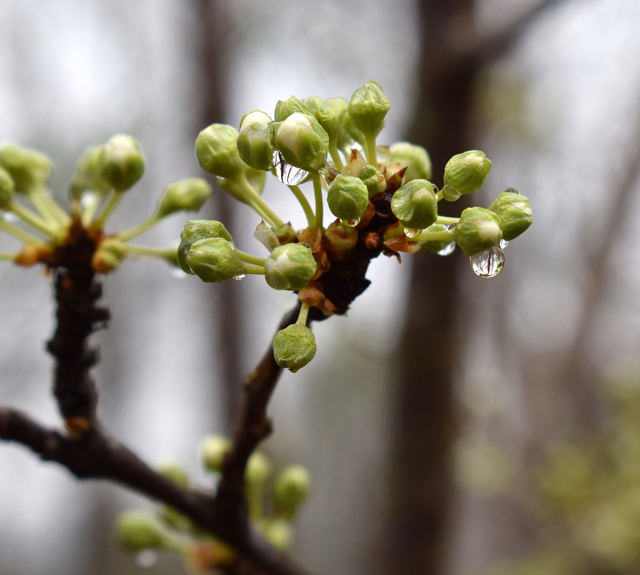 Image - rain wet cherry blossom buds