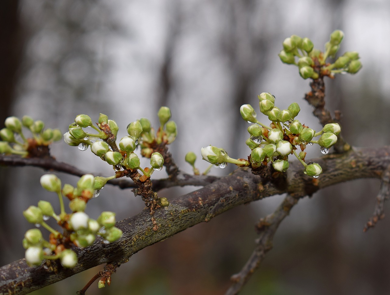 Image - rain wet cherry blossom buds