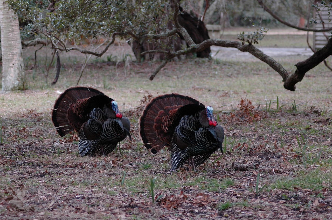 Image - wild turkeys rural wildlife birds