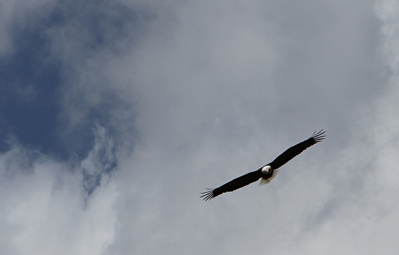 Image - bald eagle flying sky clouds wings