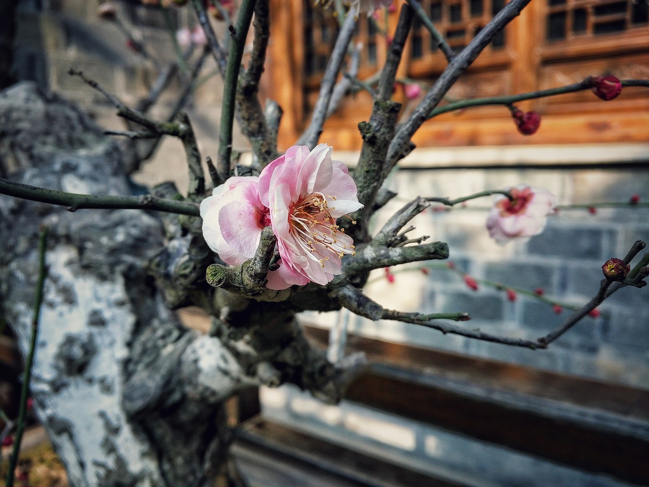 Image - flower garden winter plum blossom