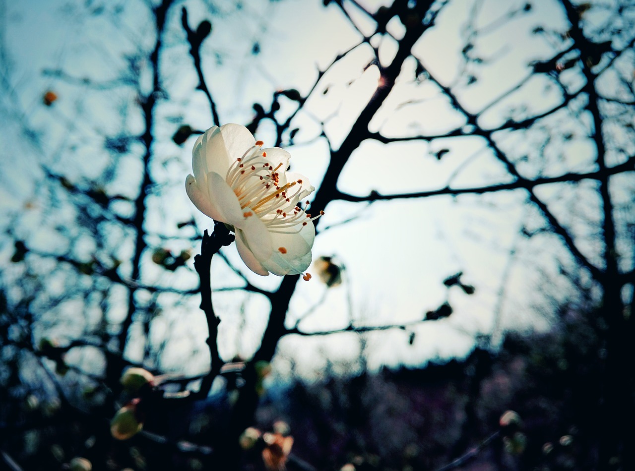 Image - plum blossom winter plant