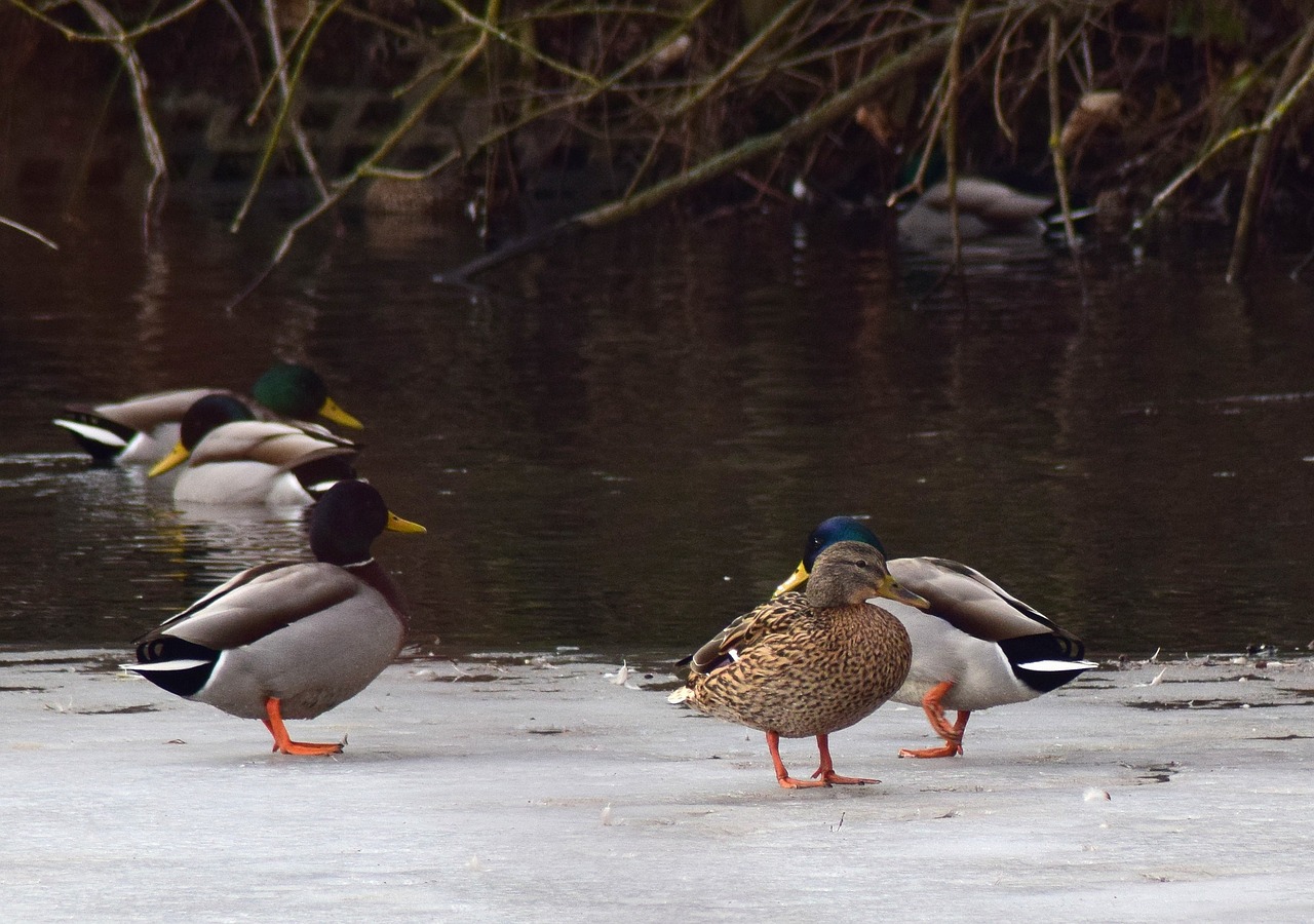 Image - frozen pond ducks water bird drake