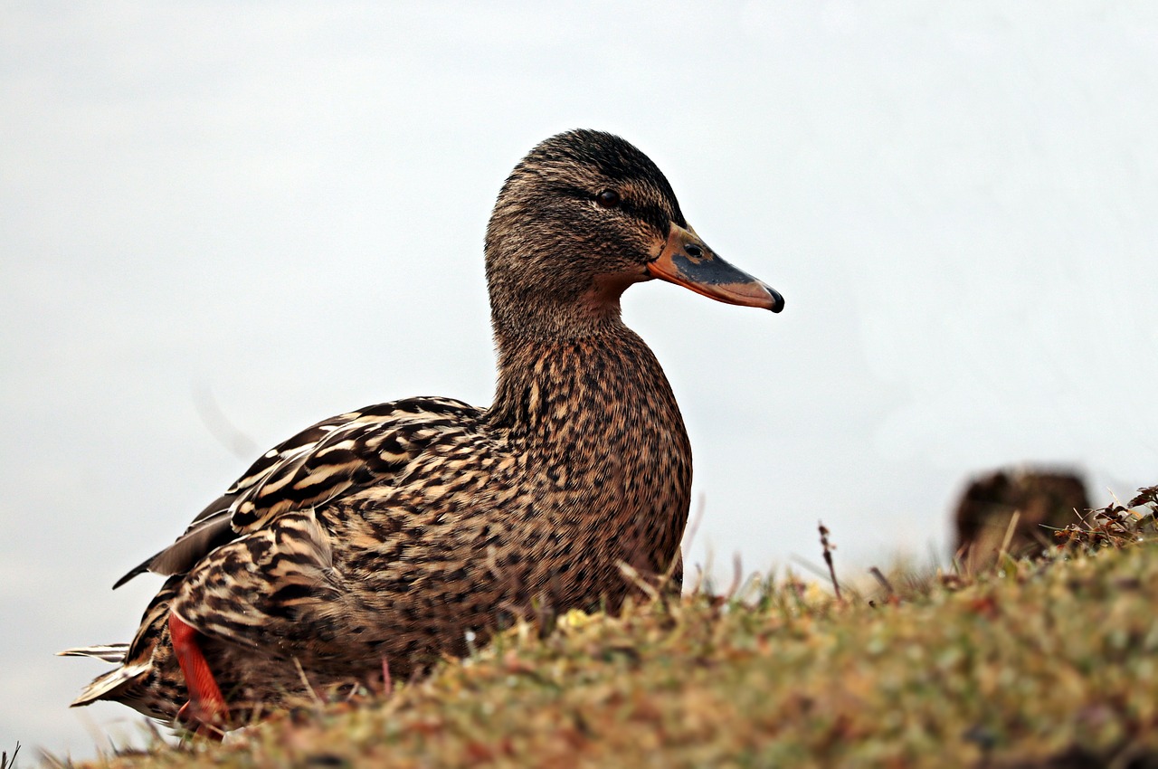 Image - duck duck bird winter water bird