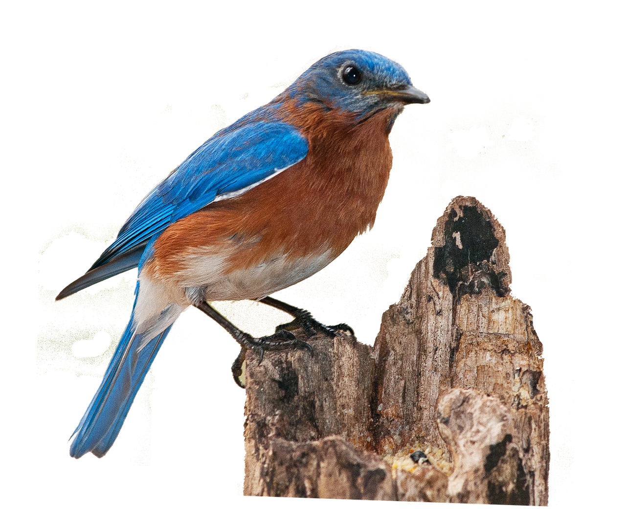 Image - bluebird png bird songbird spring