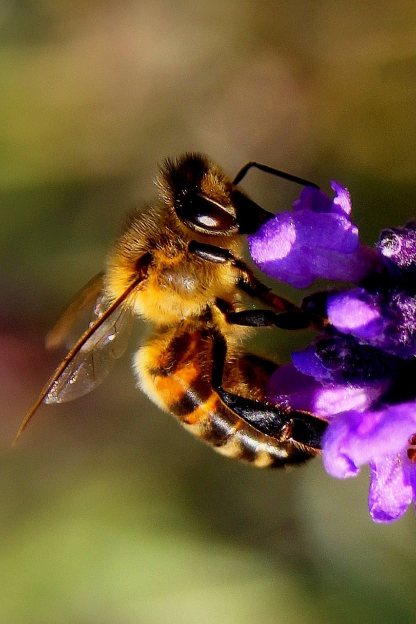 Image - insect bee blossom bloom pink