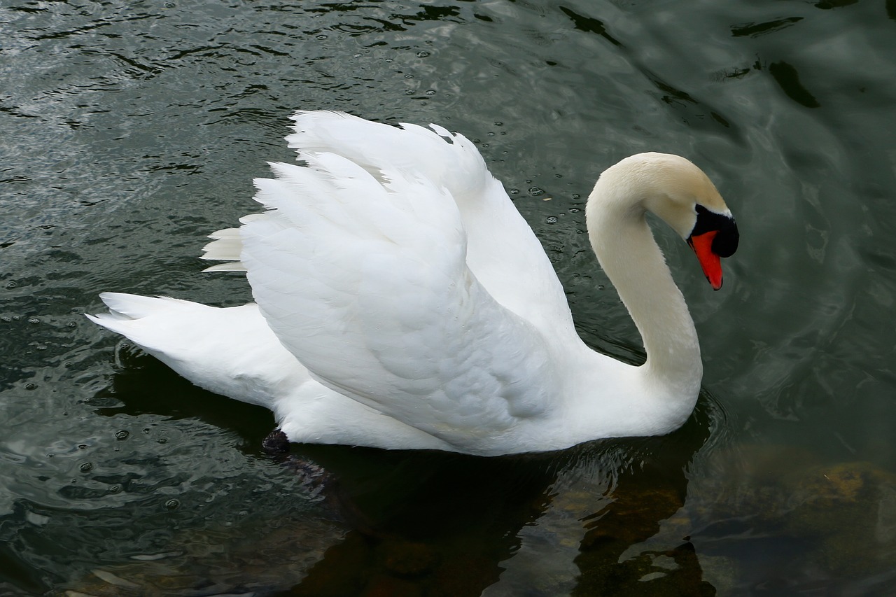 Image - swan garden water lake bird