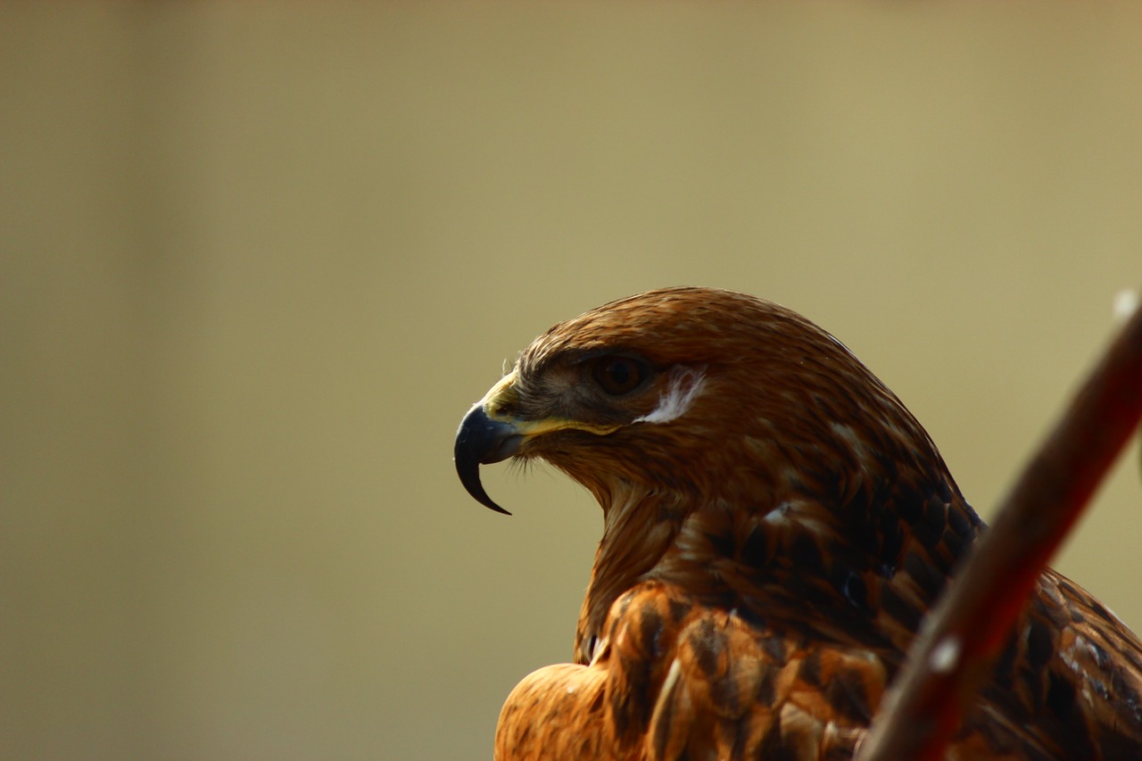 Image - hawk po faced bird khan nazar