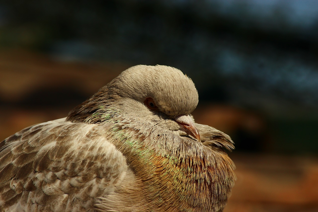 Image - pigeon innocent birds sleep time