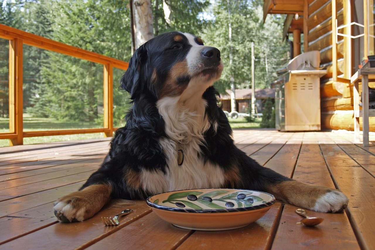 Image - bernese mountain dog sitting waiting