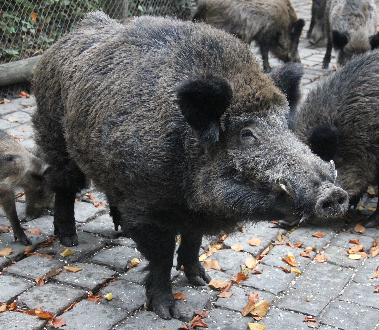 Image - boar wild wildlife park