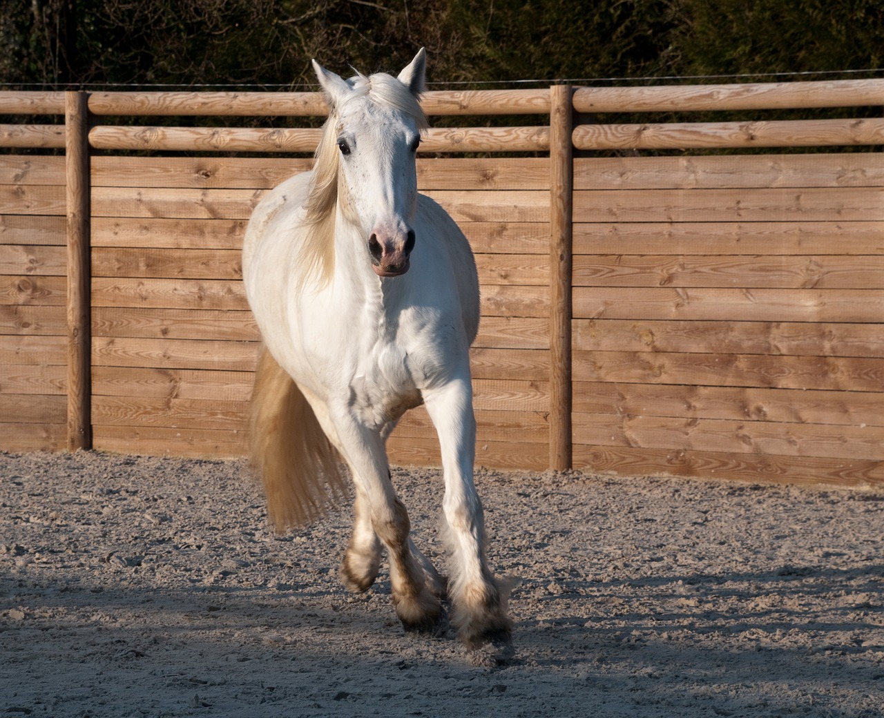 Image - horse trotter white mare