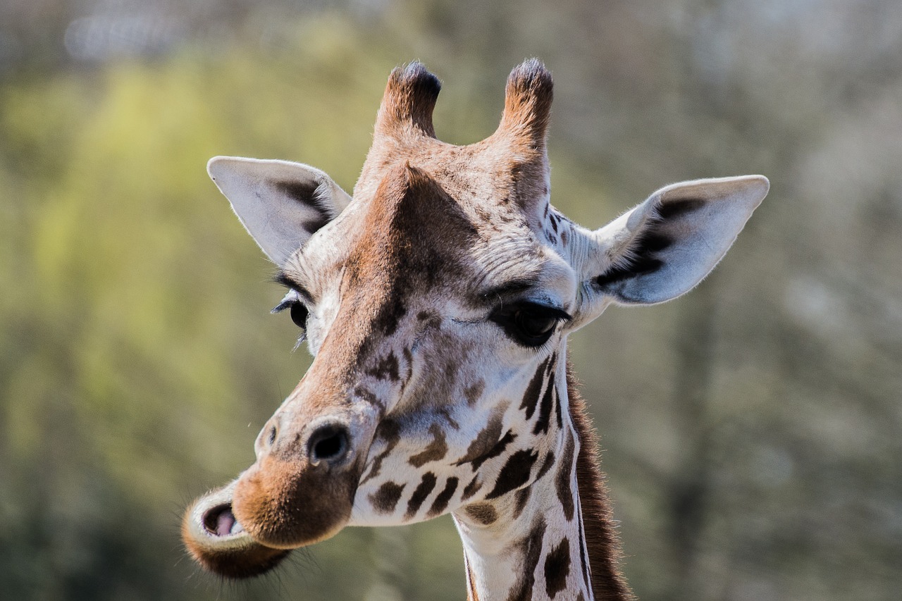 Image - giraffe zoo eat