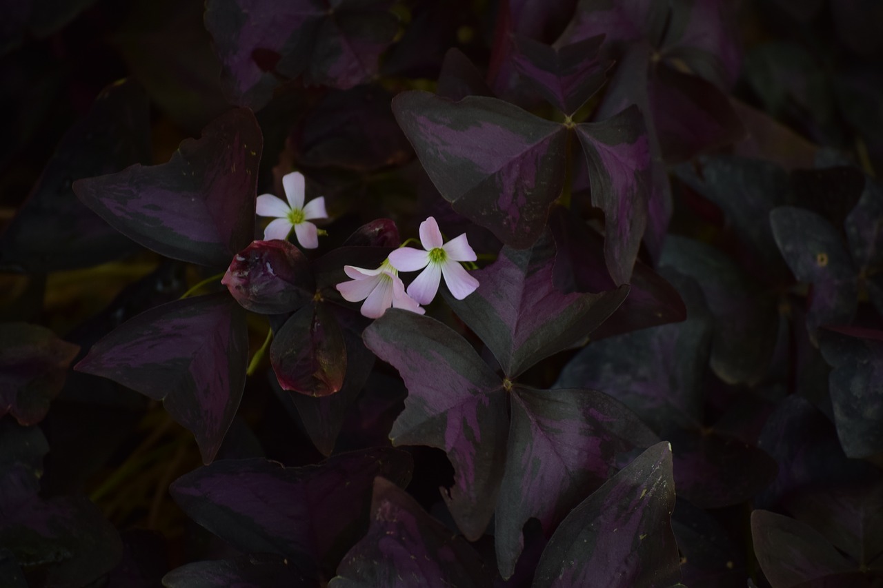 Image - flower dark pink floral