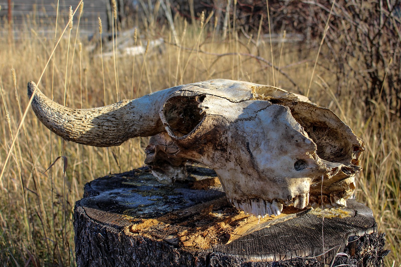 Image - old skull cow october skeleton